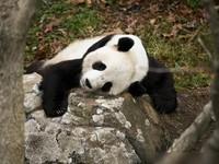 《美国考虑到将熊猫宝宝送到中国 他们的使用价值没法花钱来考量》