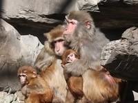 《北京动物园小猴子抱团发展 你穿羽绒衣冻哭为什么他们没事儿》